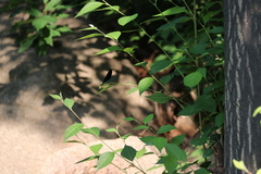 Matrona basilaris