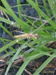 Tetragnatha elongata