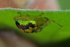 Cassida diomma