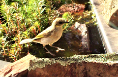 Ptilotula fusca