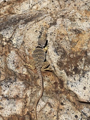 Crotaphytus nebrius