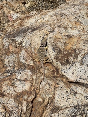 Crotaphytus nebrius