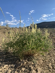 Astragalus racemosus treleasei