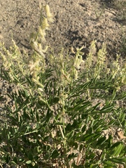 Astragalus racemosus treleasei