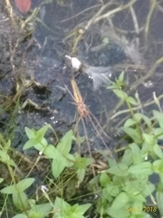 Tetragnatha elongata