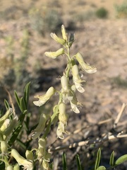 Astragalus racemosus treleasei