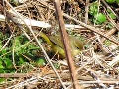 Setophaga palmarum hypochrysea
