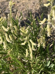 Astragalus racemosus treleasei