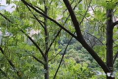 Pterocarya stenoptera