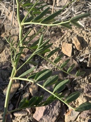 Astragalus racemosus treleasei