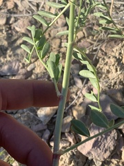 Astragalus racemosus treleasei