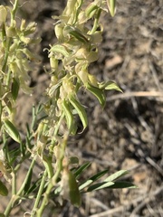 Astragalus racemosus treleasei