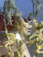 Astragalus racemosus treleasei