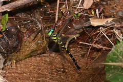 Anotogaster sieboldii