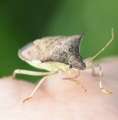 Euschistus