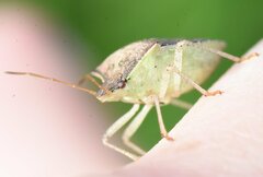 Euschistus