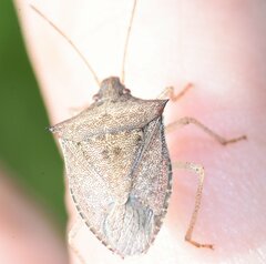 Euschistus