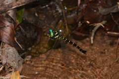 Anotogaster sieboldii