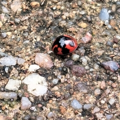 Cheilomenes sexmaculata