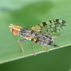 Dioxyna