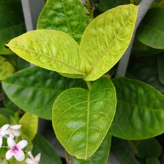Pseuderanthemum carruthersii