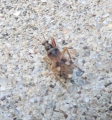 Pseudopamera nitidula