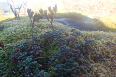 Sedum oreganum