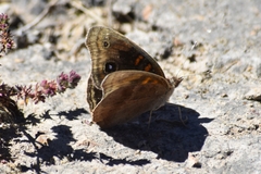 Junonia nigrosuffusa