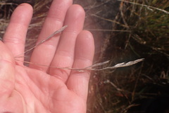 Festuca rubra