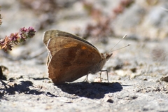 Junonia nigrosuffusa
