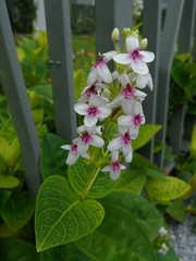 Pseuderanthemum carruthersii