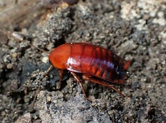 Blattodea