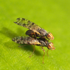Tephritidae