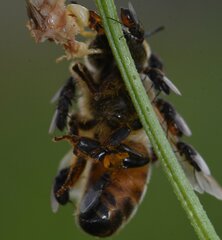 Apis mellifera