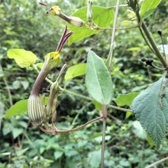 Ceropegia candelabrum biflora