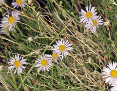 Erigeron breweri porphyreticus