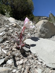 Oenothera cespitosa