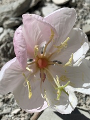 Oenothera cespitosa