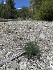 Hymenopappus filifolius