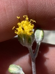 Hymenopappus filifolius
