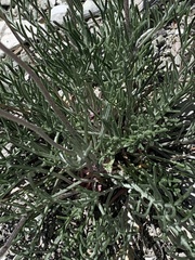 Hymenopappus filifolius