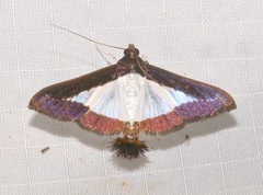 Diaphania