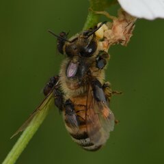 Apis mellifera