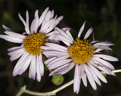 Erigeron breweri porphyreticus