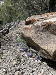Penstemon caespitosus perbrevis