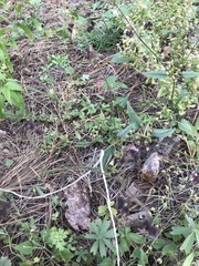 Mirabilis melanotricha