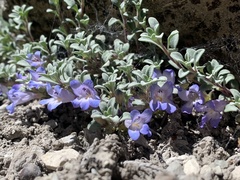 Penstemon caespitosus perbrevis