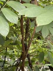 Millettia pachycarpa