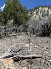 Fritillaria atropurpurea