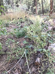 Mirabilis melanotricha